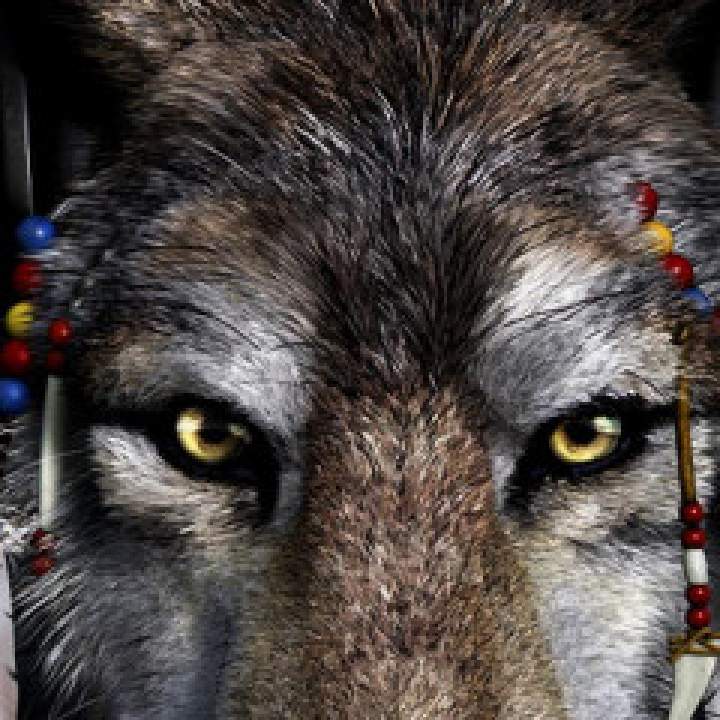 Wolf Photo On Jungo Live