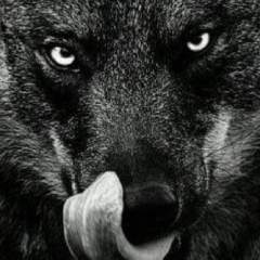Wolf911welkom