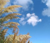 Pampas grass: the not-so secret symbol of swingers is a turn-off